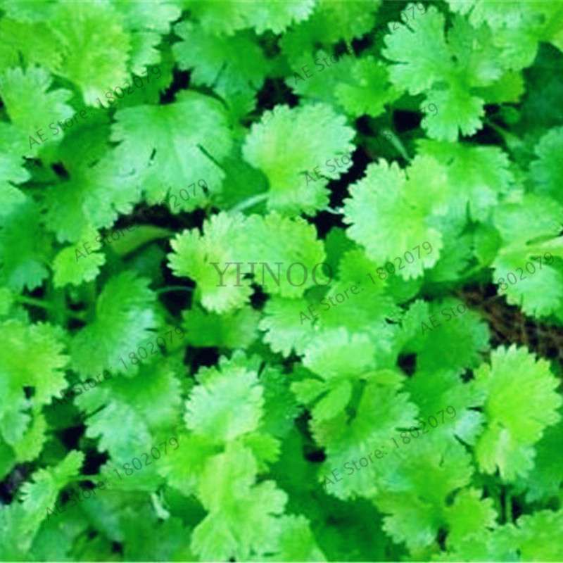 Balcony Parsley Seeds - Big Four Seasons Coriander, Home & Garden Bonsai Plants - Easy to Grow