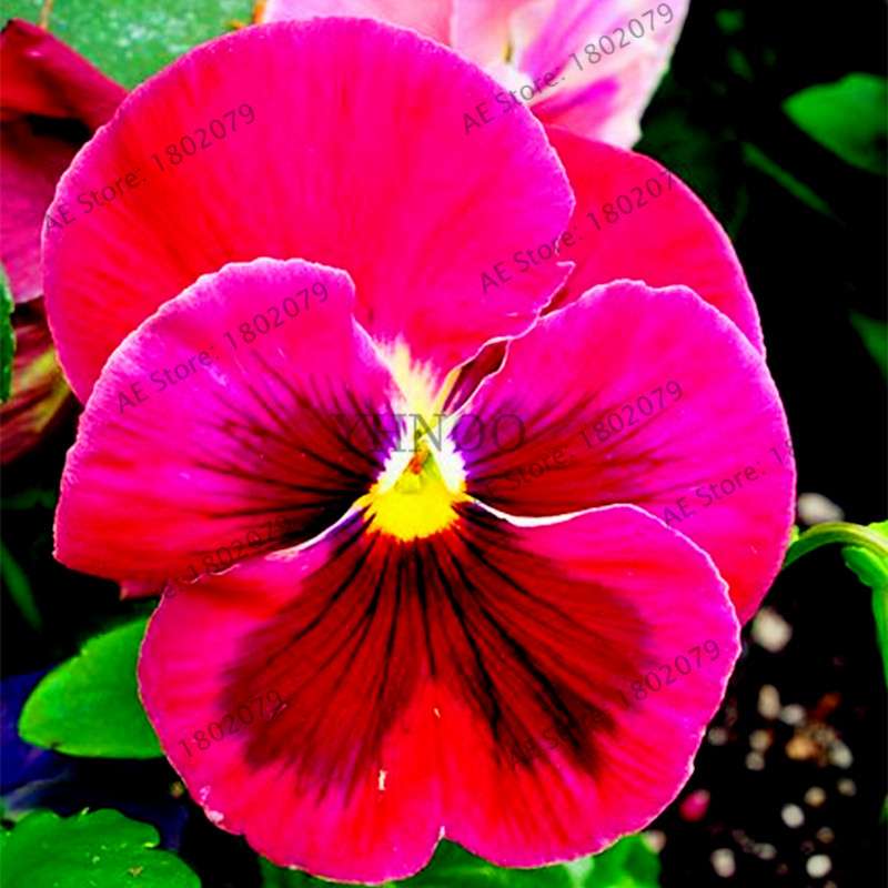 24 Colors Wavy Pansy Seeds - Viola Tricolor for Indoor Bonsai & Home Garden Planting