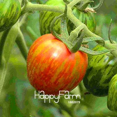 Organic White Tomato Seeds for Home Garden - Non-GMO, Easy to Grow, Potted Vegetable Planting
