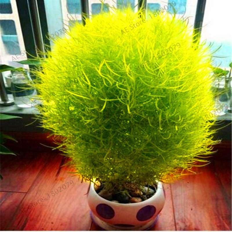 Burning Bush Grass Seeds - Fast Growing, Hardy Kochia Scoparia | Summer Cypress, Easy to Grow Garden Seeds