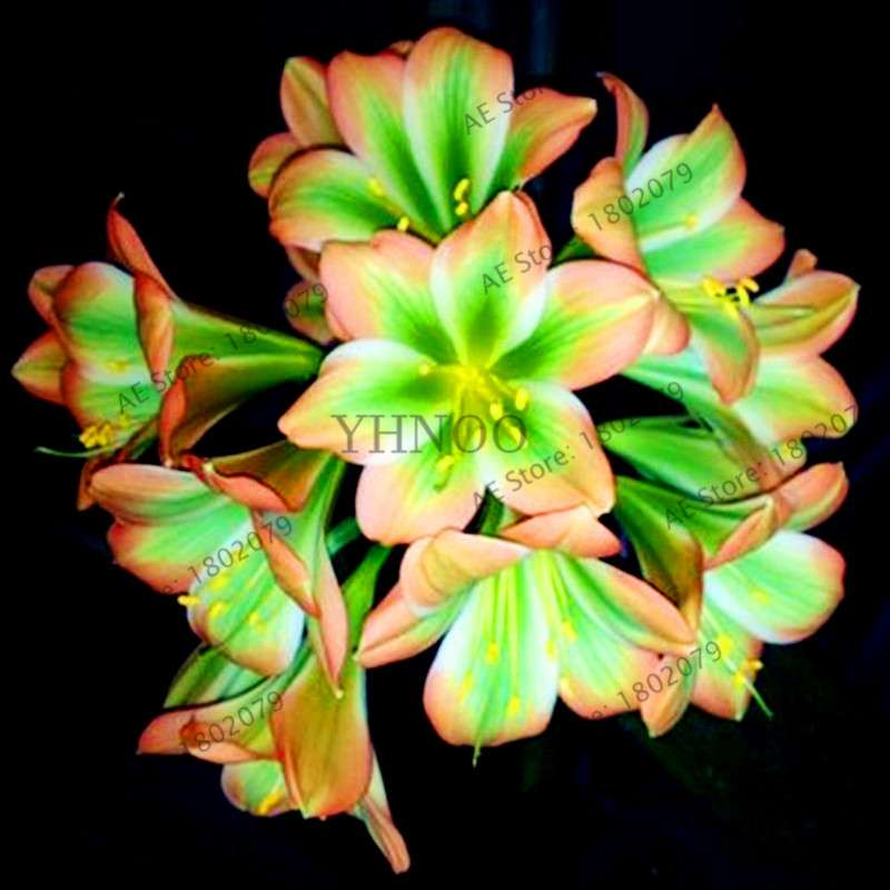 Chinese Clivia Seeds - Exotic Bonsai Flower for Home & Garden | Fast-Growing, Beautiful Blooms