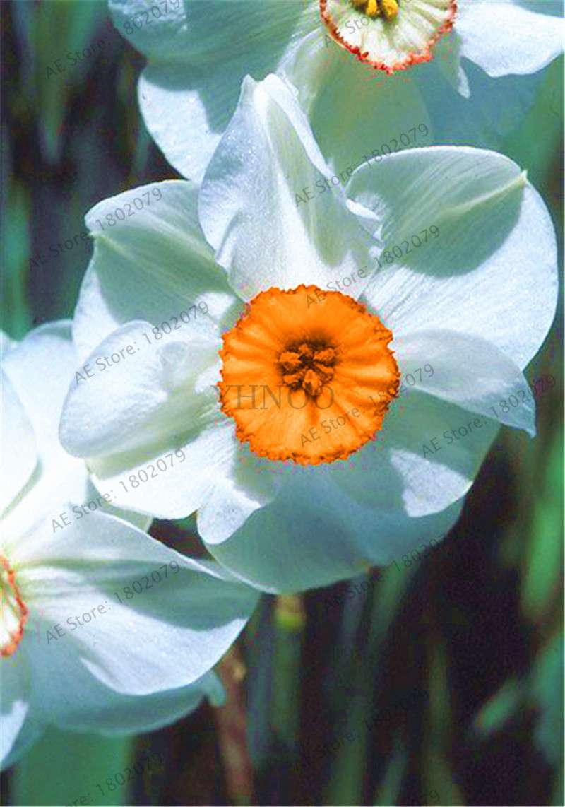 Double Petal Daffodil Bonsai Seeds - Aquatic Plant Seeds for Home Garden Planting