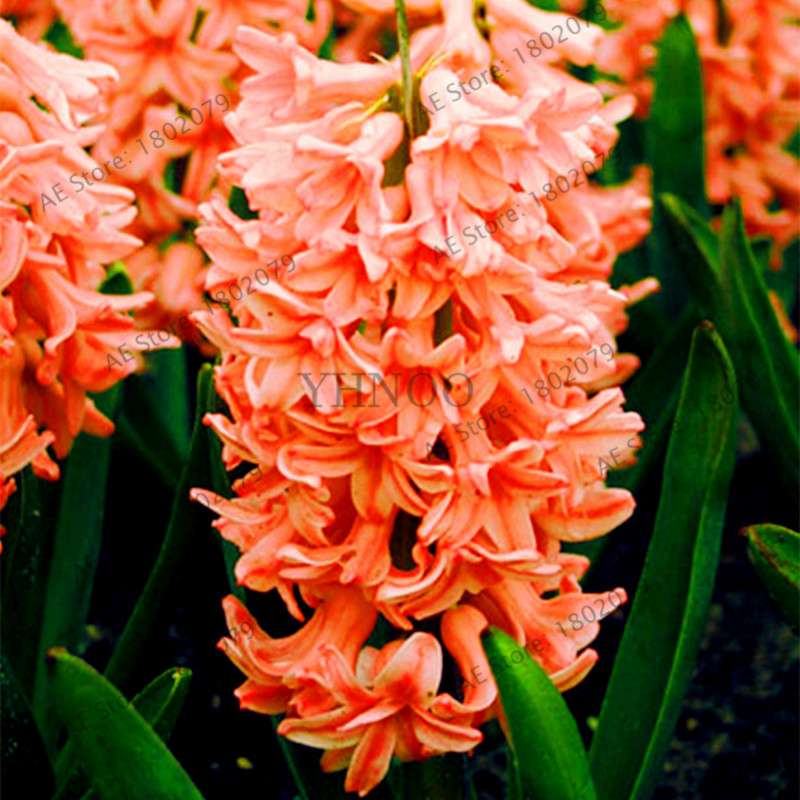 Hyacinth Seeds for Planting - Easy-Grow Potted Bonsai Flowers, Indoor/Outdoor Garden