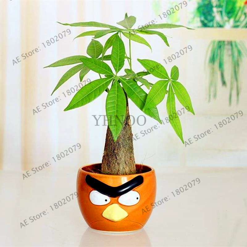Money Tree Seeds (Pachira Macrocarpa) - Bonsai & Potted Plant for Home & Garden - Grow Your Own Lucky Tree