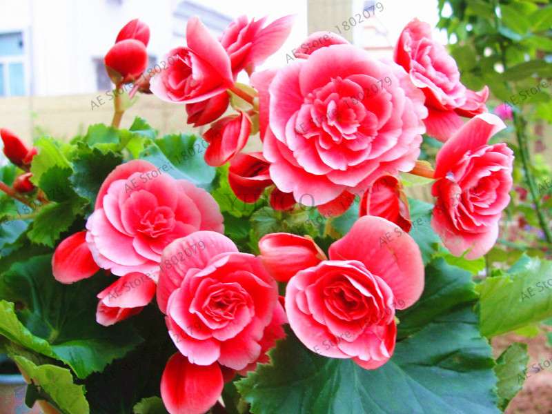Climbing Gloxinia Seeds - Perennial Sinningia Speciosa Bonsai Flowers for Balcony & Garden Planting