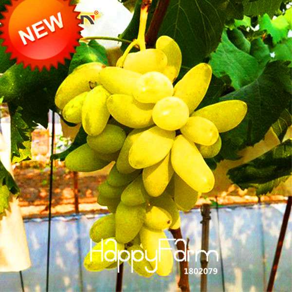 Rare Green Finger Grape Seeds - Sweet Natural Fruit, Home Gardening, Non-GMO
