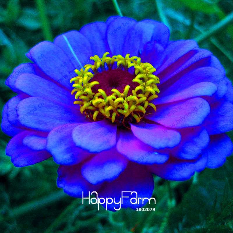 Premium Zinnia Seeds Mix - 24 Varieties, - Rare Colorful Flowers for Indoor & Outdoor Gardens