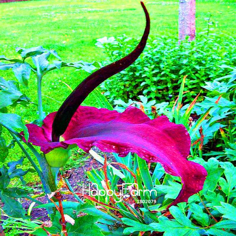 Giant Voodoo Lily Seeds - Exotic Potted Bonsai Plant for Garden & Courtyard | Fast US Shipping
