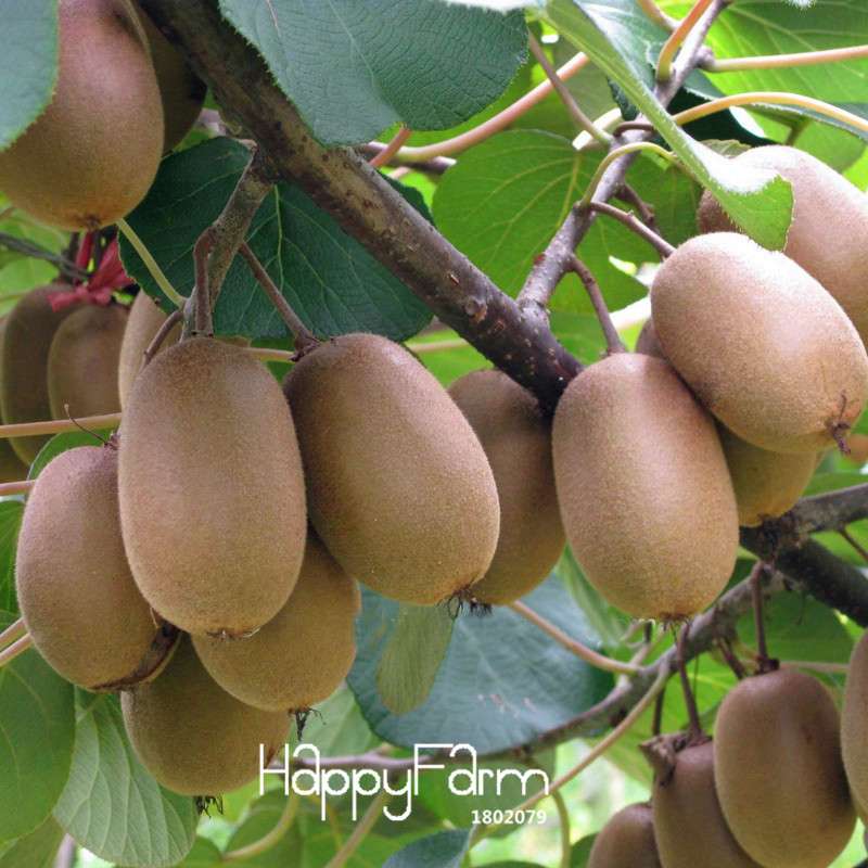 Organic Yellow Heart Kiwi Seeds - Sweet Fruit & Bonsai Tree, Non-GMO, Home Garden Planting
