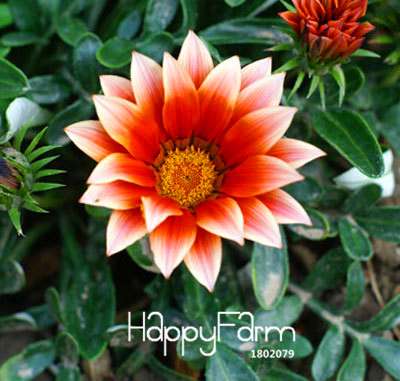 Vibrant Gazania Flower Seeds - Multicolor Mix for Stunning Blooms | Easy to Grow