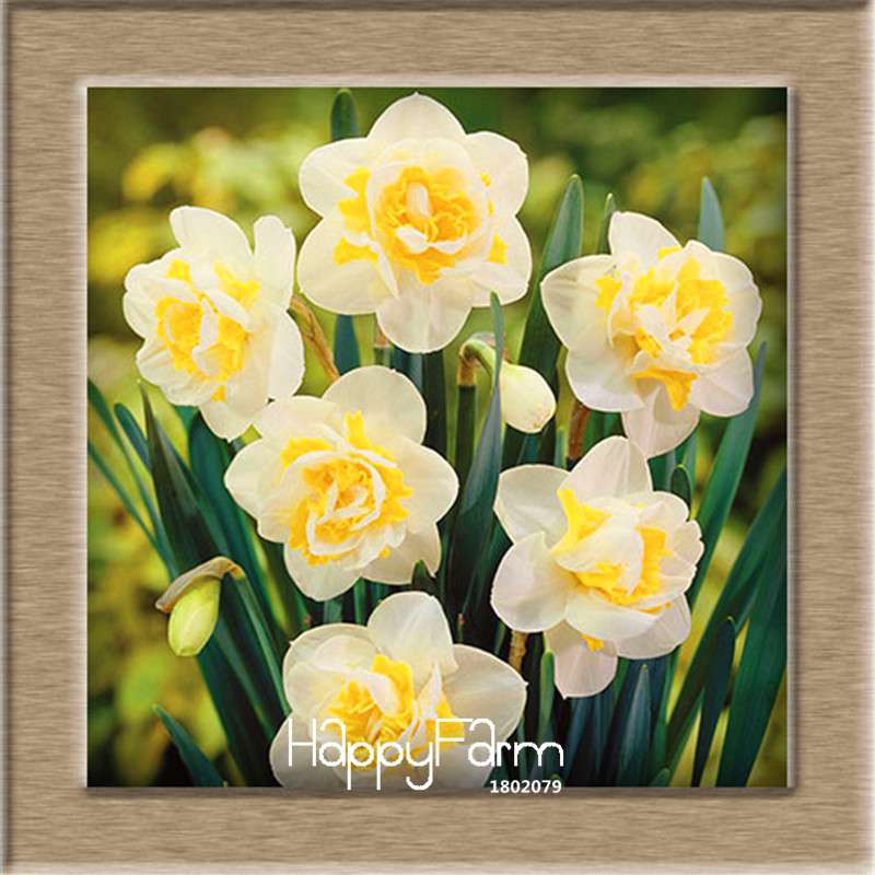 Narcissus Tazetta Seeds - Beautiful Daffodil Balcony Plants, Air-Purifying & Easy to Grow