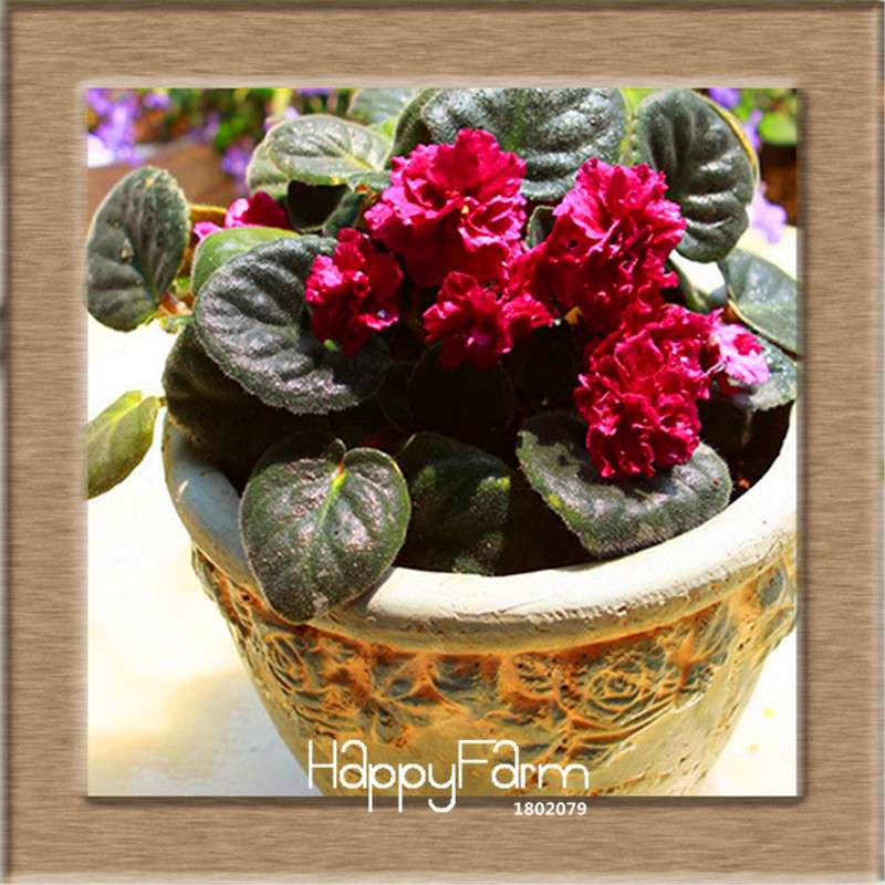 Colorful Violet Seeds for Garden - Perennial Matthiola Incana Flower Seeds