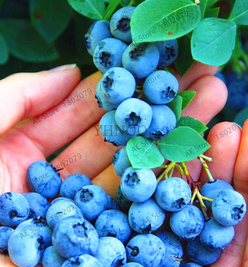 Blueberry Seeds for Planting - Edible Bonsai Fruit, Indoor & Outdoor Garden Plants - Non-GMO, Fast Growth