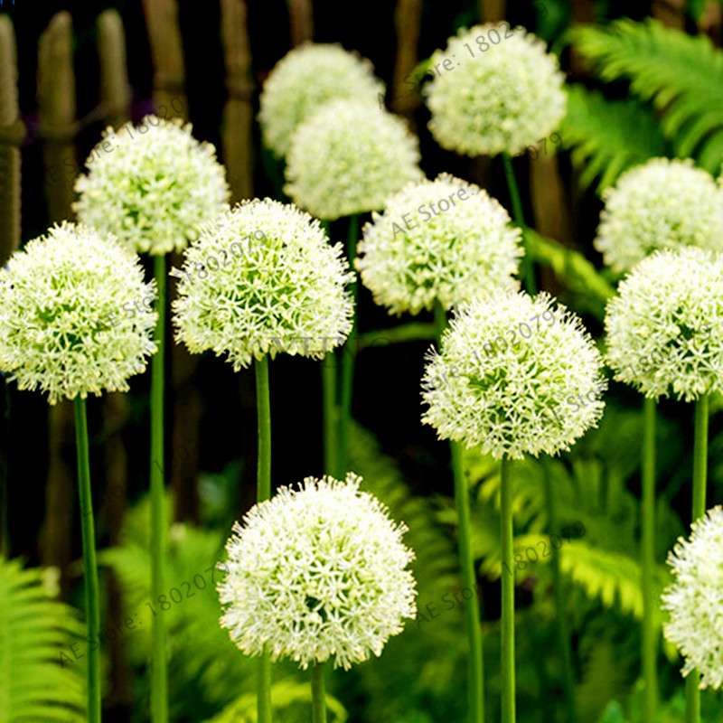 Purple Giant Allium Giganteum Seeds - Rare 95% Germination, Beautiful Garden Flowers for Kids & Planting