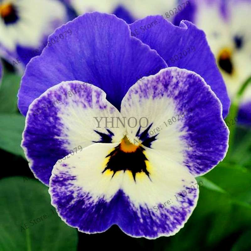 24 Colors Wavy Pansy Seeds - Viola Tricolor for Indoor Bonsai & Home Garden Planting