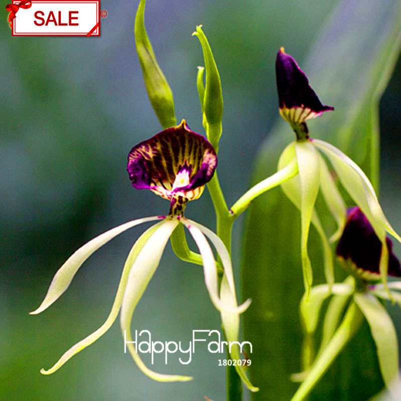 Purple Edge Octopus Orchid Seeds - Exotic Bonsai Flowering Plant, Easy to Grow