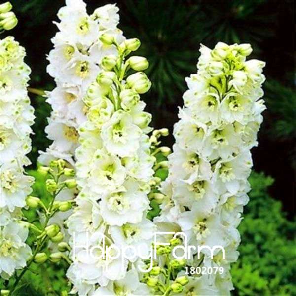Bonsai Seeds - Forking Larkspur Salmon (Delphinium Consolida) | Organic Garden Flowers for Home Decor
