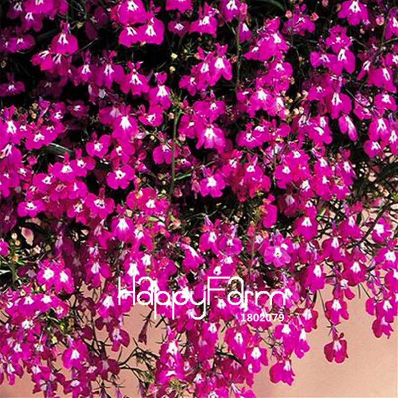 Lobelia Seeds - Bonsai Flower, Creeper & Ground Cover Plants for Garden Landscaping | Fast-Growing