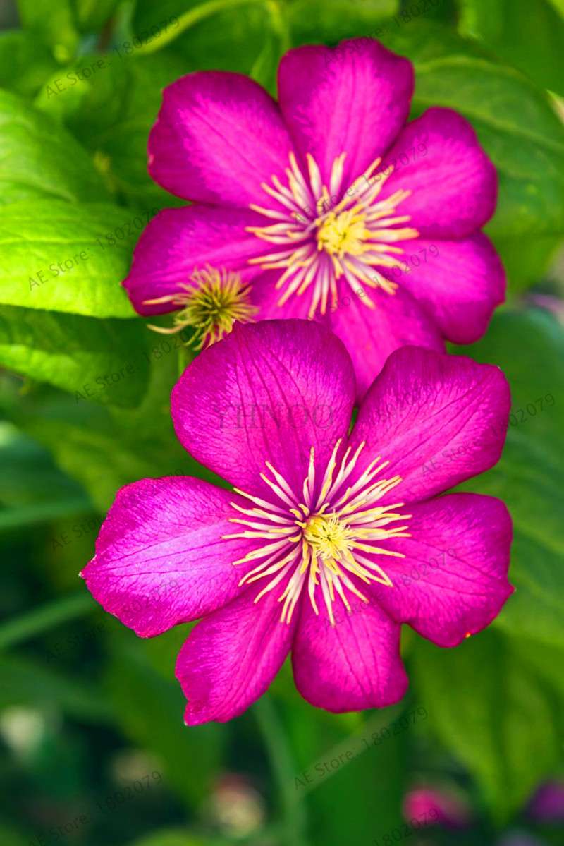 Mixed Clematis Seeds - Easy to Grow Beautiful Bonsai Flowers for Home Garden (Limited Time Offer)