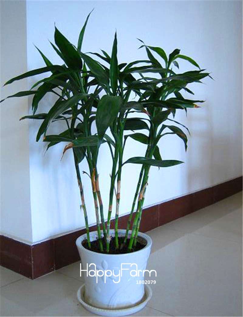 Lucky Bamboo Seeds for Planting - Easy to Grow, Balcony & Indoor Air Purifying Plants