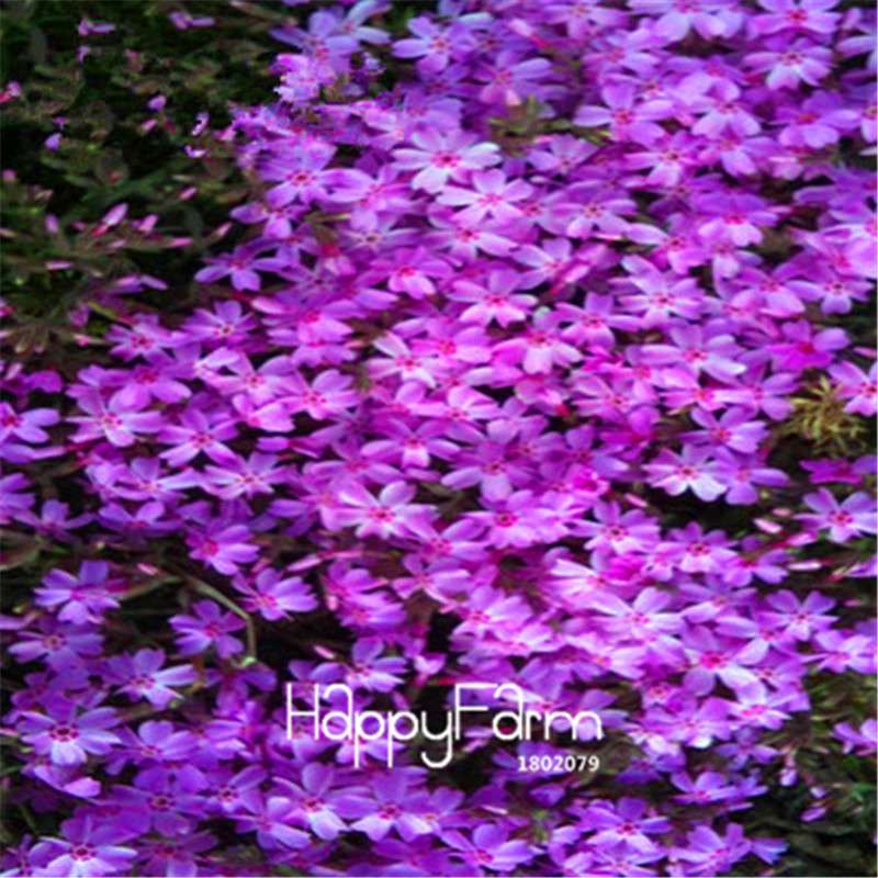 Starry Flower Seeds - Easy-Grow Indoor Potted Plants for Spring & Winter | Fast Shipping