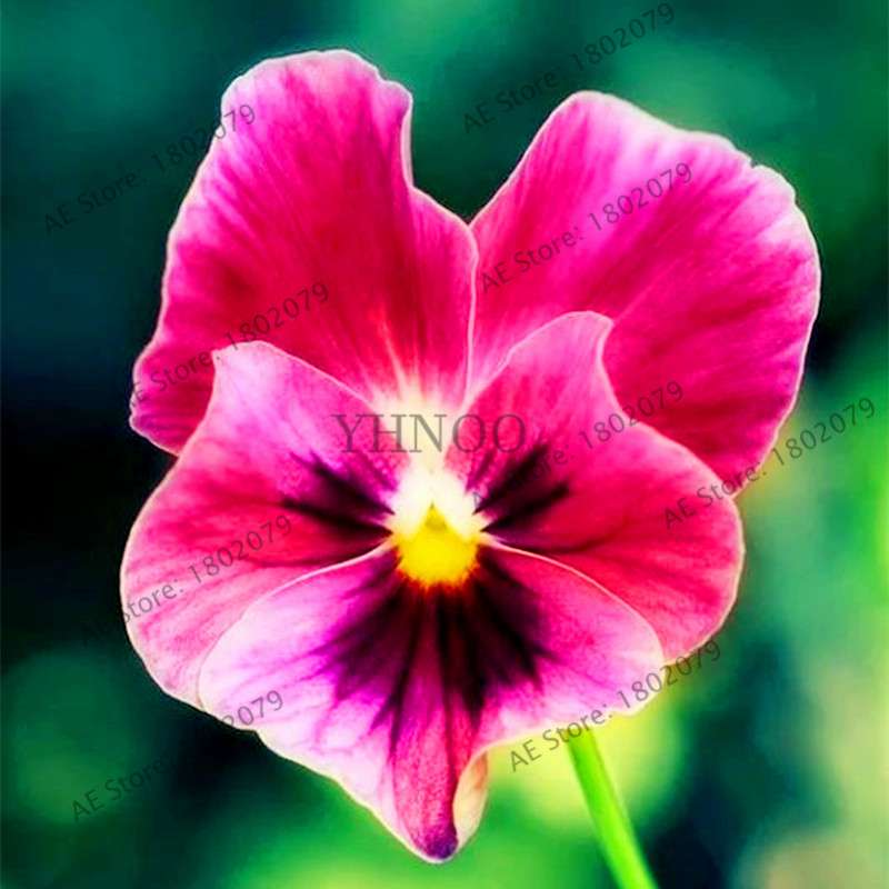 24 Colors Wavy Pansy Seeds - Viola Tricolor for Indoor Bonsai & Home Garden Planting