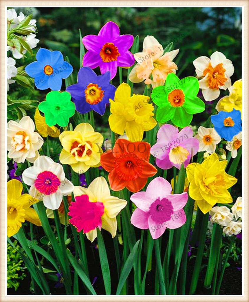 Double Petal Daffodil Seeds - Bonsai Flower, Aquatic Garden Plants, Non-Bulb Narcissus - Fast Growing & Vibrant Blooms