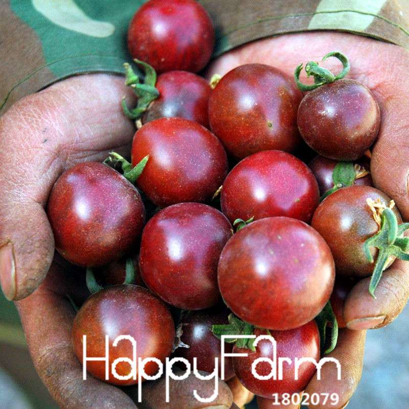 Tomato Seeds for Balcony - Grow Juicy Potted Bonsai Fruits & Vegetables at Home