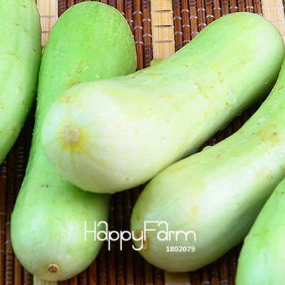 Dutch Cucumber Seeds - for Fresh, Homegrown Vegetables | Non-GMO, High Yield