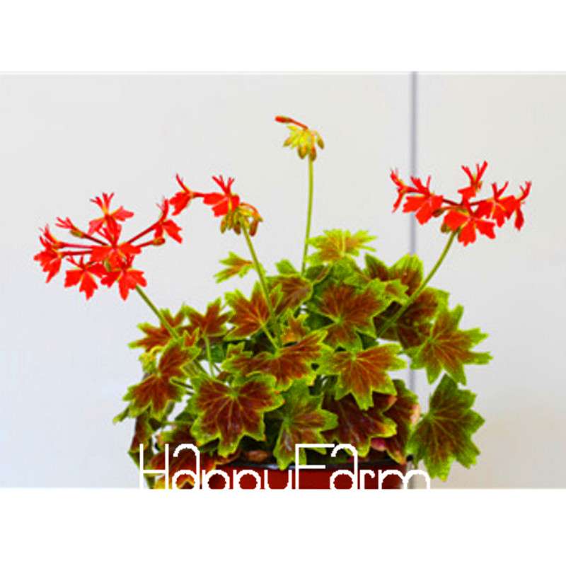 Buy Purple Univalve Geranium Seeds - Perennial Flower Seeds for Indoor Planting | Fast Shipping