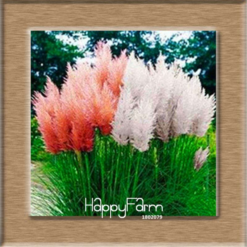 Pampas Grass Seeds - Cortaderia Ornamental Plants for Patio, Garden & Pots | Fresh New Flowers