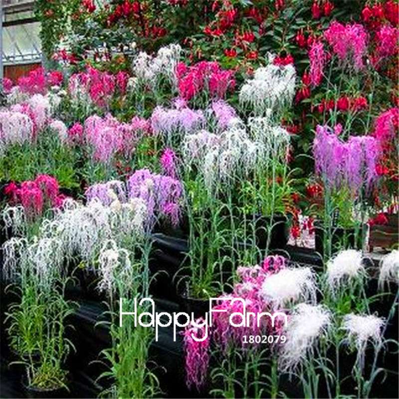 Dianthus Spooky Mix Flower Seeds - Easy to Grow, Vibrant Potted Flowers for Home & Garden
