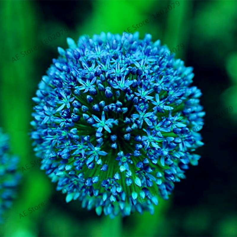 Purple Giant Allium Giganteum Seeds - Rare 95% Germination, Beautiful Garden Flowers for Kids & Planting