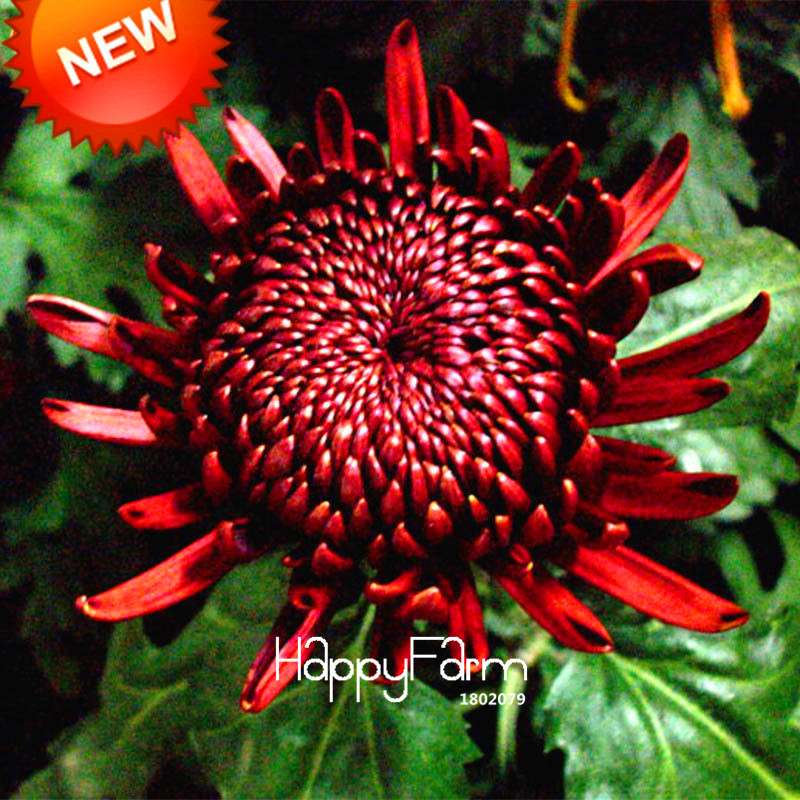 Rare Red Wine Chrysanthemum Seeds - Beautiful Potted Flowers for Home & Garden Planting