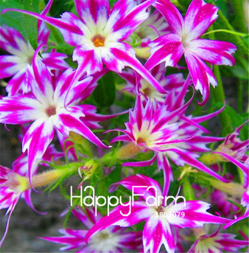 Phlox Drummondii Seeds - Twinkle Star Flower for Home & Garden | Fast-Growing, Vibrant Blooms