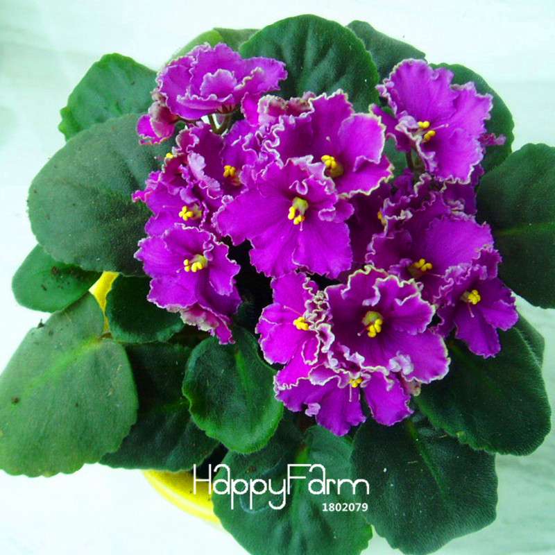 Colorful Violet Seeds for Garden - Perennial Matthiola Incana Flower Seeds