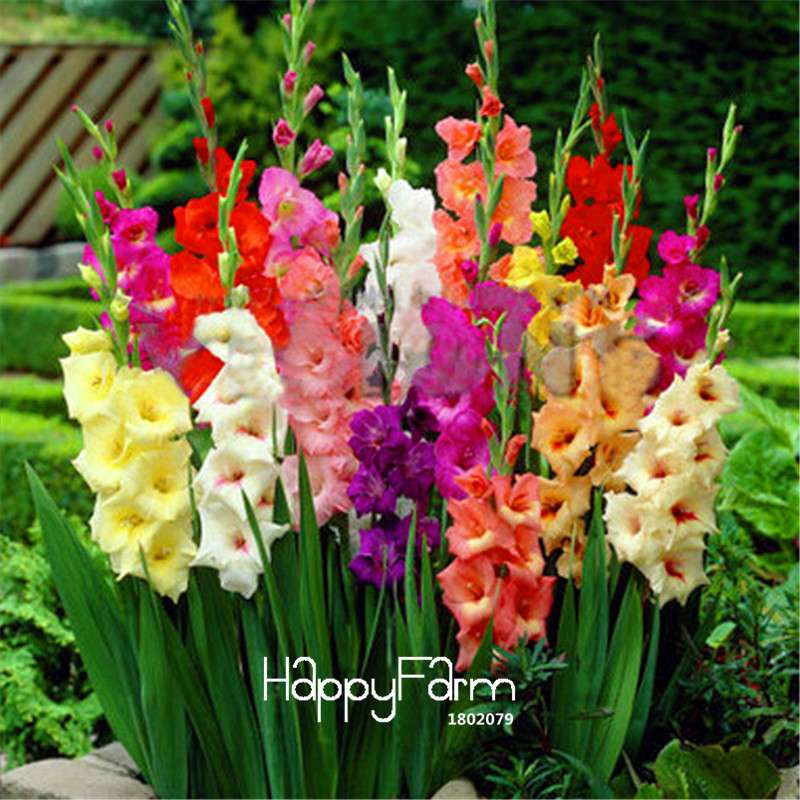 Premium Gladiolus Flower Seeds - Pack, Perennial Cut Flowers for Indoor & Outdoor Planting, Easy to Grow