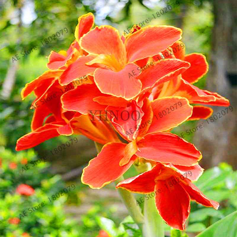 Mixed Color Canna Seeds for DIY Potted Plants | 95% Germination Rate | Indoor/Outdoor Gardening