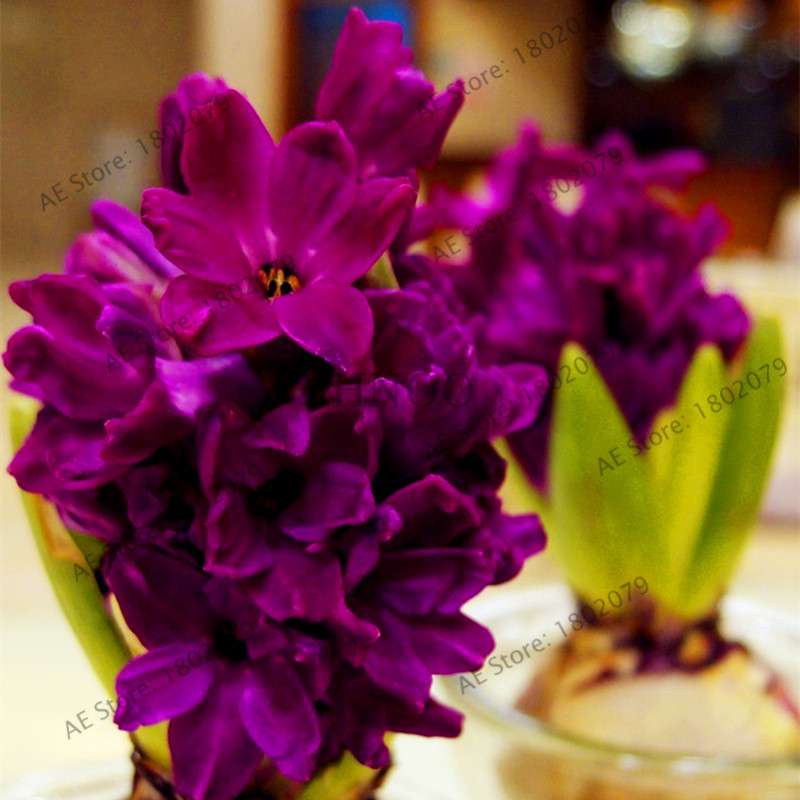 Hyacinth Seeds for Planting - Fragrant Potted Bonsai Flowers, Home Garden Blooming Bulbs