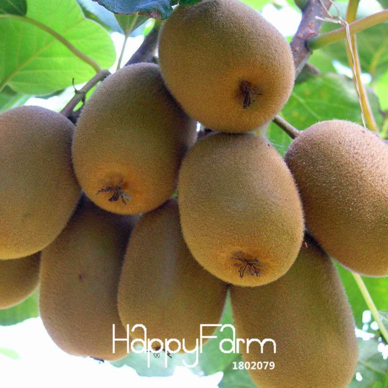 Organic Yellow Heart Kiwi Seeds - Sweet Fruit & Bonsai Tree, Non-GMO, Home Garden Planting