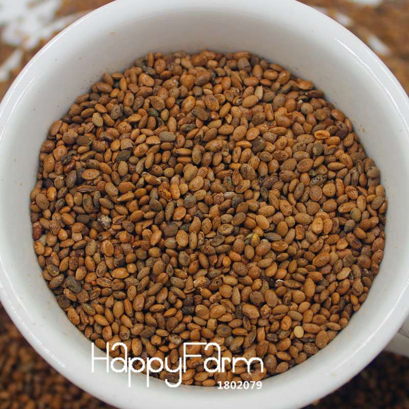 Mini Kiwi Seeds - Grow Delicious Fruit Trees & Beautiful Bonsai Plants - Actinidia Potted Plant Seeds