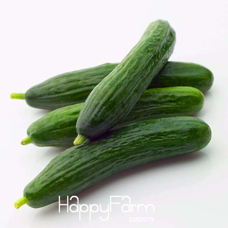 Fresh Cucumber Seeds for Planting - Non-GMO, Home Garden, Balcony & Bonsai | Fast-Growing Vegetable Seeds