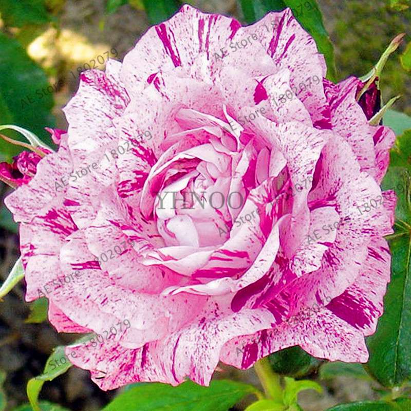 Rare Candy Stripe Rose Seeds - Mixed Color Bonsai Flower Seeds for Home Garden (Black, Blue)