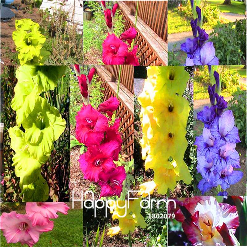 Violet Flower Seeds - Fragrant Matthiola Incana for Garden Planting, Easy Grow