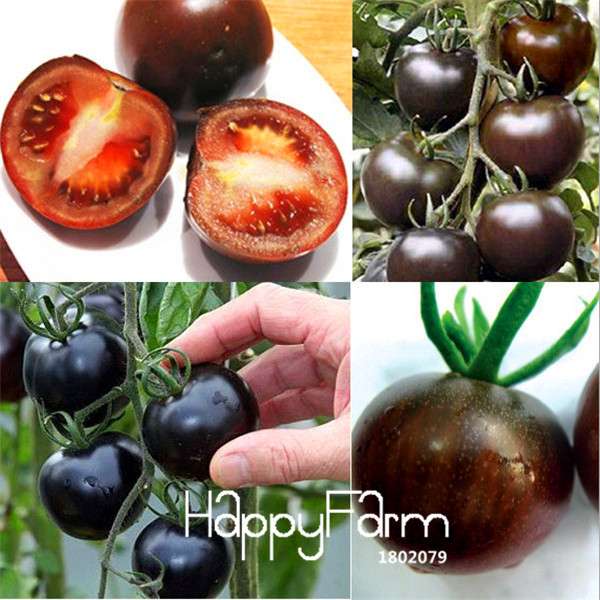 Black Cherry Tomato Seeds - Rare Russian Heirloom, Tasty & Easy to Grow