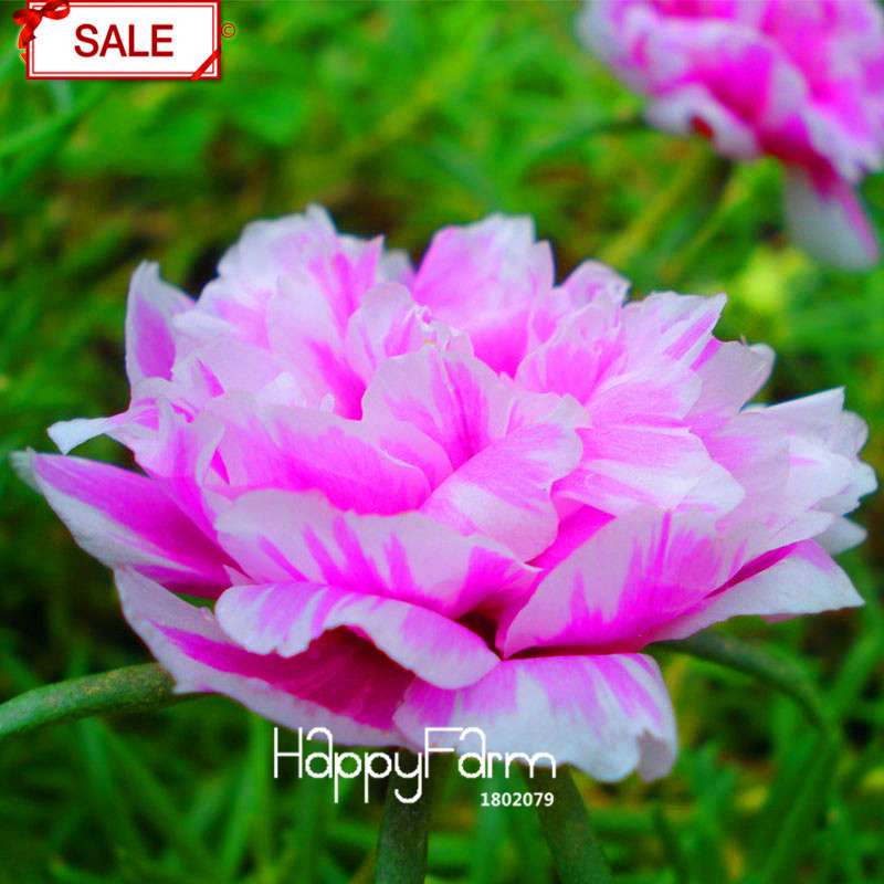 Koshiro Sunflower Portulaca Seeds - Vibrant Grandiflora Flowers for Garden & Containers