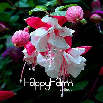 White Fuchsia Flower Seeds - Vibrant Hanging Potted Plants for Home & Garden | Fast-Growing