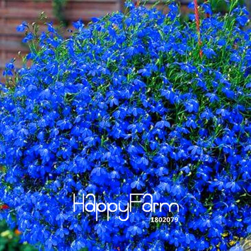 Lobelia Seeds - Bonsai Flower, Creeper & Ground Cover Plants for Garden Landscaping | Fast-Growing