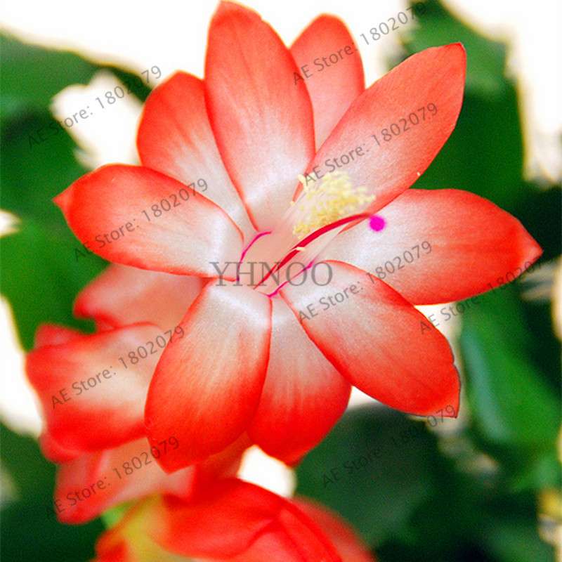 Mixed Color Christmas Cactus Seeds - Schlumbergera Bonsai Plant for Home & Garden Planting