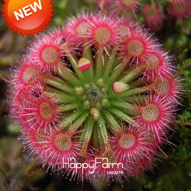 Fine Silver Hair Sundew Seeds - Exotic Bonsai Plant for Home Garden, DIY Fresh Cordyceps, Unique Novelty Gift